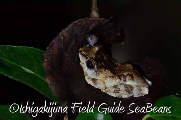 8月11日石垣島ナイトツアー18