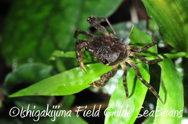 8月12日石垣島ナイトツアー10