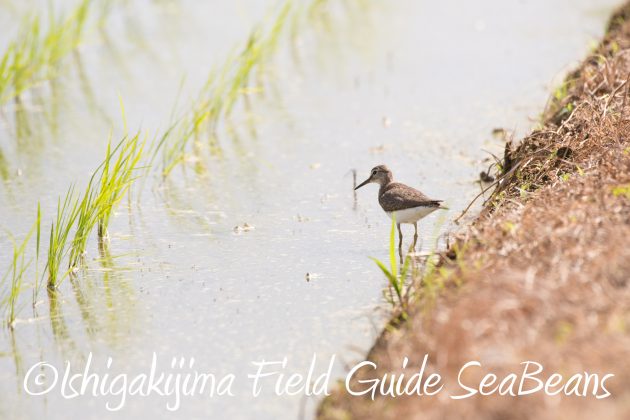 8月26日石垣島バードウオッチング＆野鳥撮影ガイド2