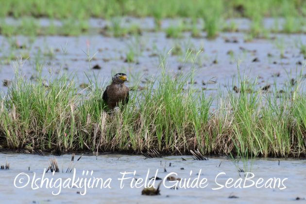 8月1日 石垣島 バードウオッチング 野鳥撮影14