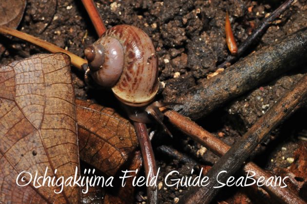 8月7日石垣島 ナイトツアー5