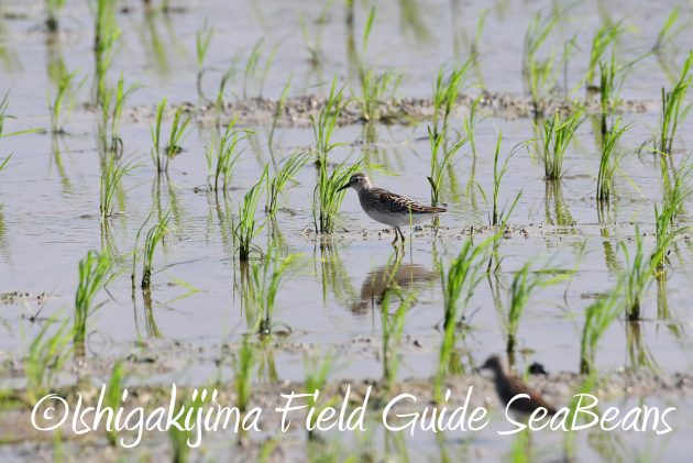 8月25日石垣島バードウオッチング＆野鳥撮影ガイド6