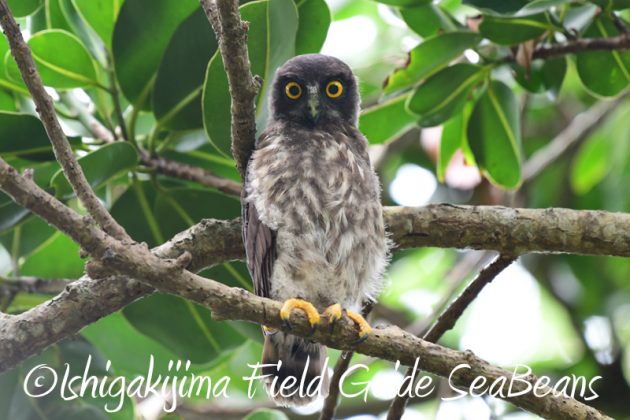 8月6日　石垣島の野鳥　バードウオッチング2