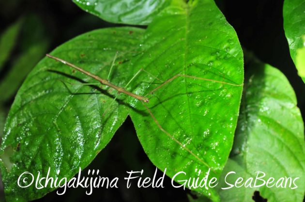 8月7日石垣島 ナイトツアー16