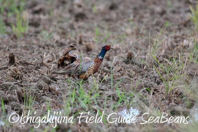 8月12日石垣島バードウオッチング＆野鳥撮影8