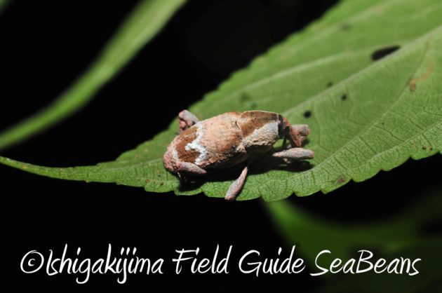 8月9日石垣島ナイトツアー17