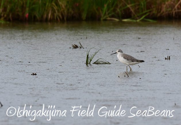 8月1日 石垣島 バードウオッチング 野鳥撮影8