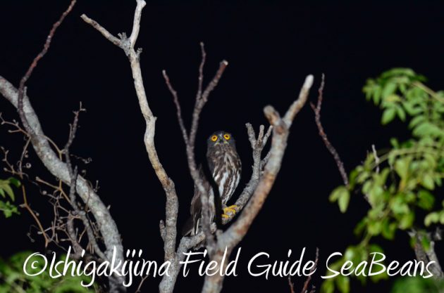 8月1日　石垣島ナイトツアー2