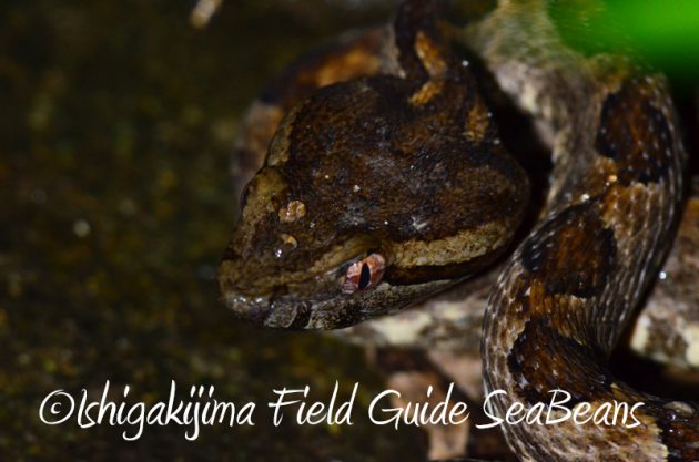8月7日石垣島 ナイトツアー20