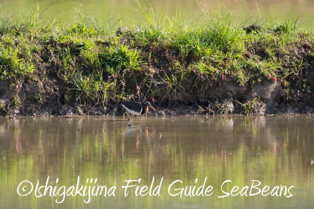 8.15石垣島バードウオッチング&野鳥撮影2