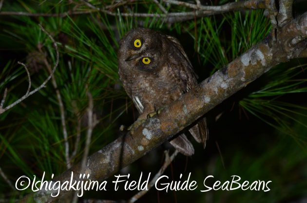 8月24日石垣島ナイトツアー3