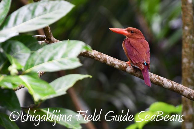 8月12日石垣島バードウオッチング＆野鳥撮影2