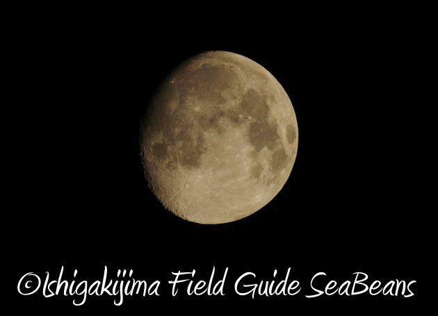 8月15日石垣島ナイトツアー17