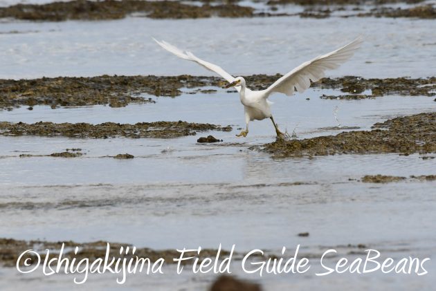 8月26日石垣島バードウオッチング＆野鳥撮影ガイド11