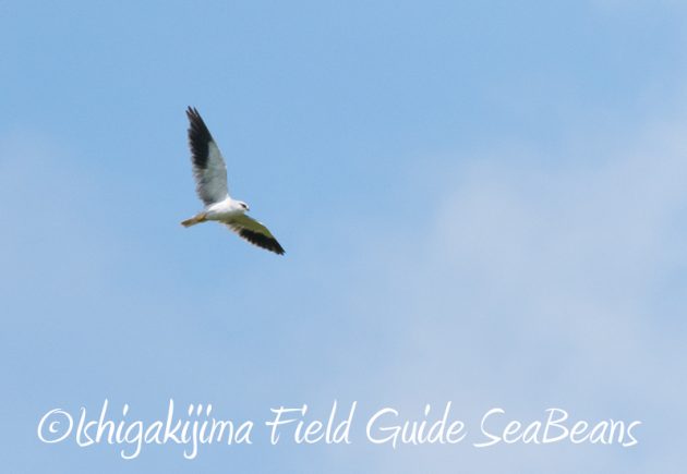 8月2日石垣島　バードウオッチング　野鳥撮影12