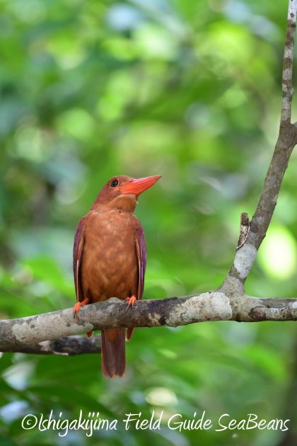 8.15石垣島バードウオッチング&野鳥撮影22
