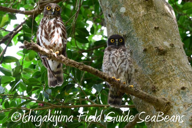 8月12日石垣島バードウオッチング＆野鳥撮影18