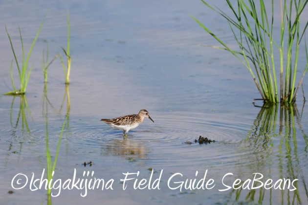 8月8日石垣島 バードウオッチング&野鳥撮影5