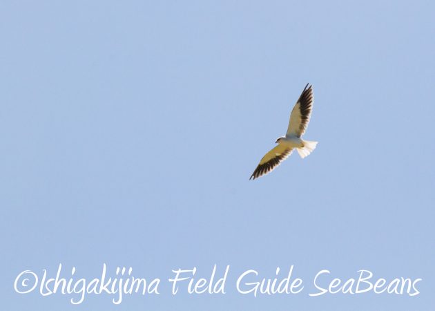 8月30日石垣島バードウオッチング＆野鳥撮影14