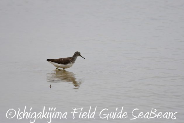 8月6日　石垣島の野鳥　バードウオッチング5