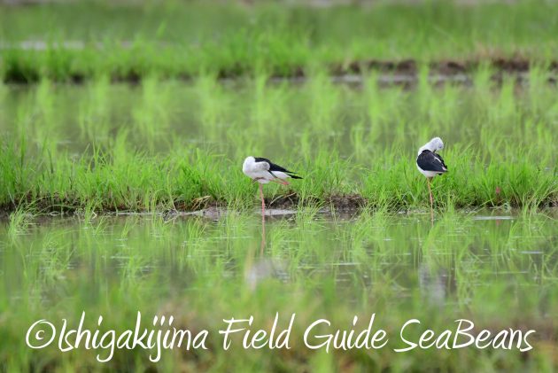 8月12日石垣島バードウオッチング＆野鳥撮影6