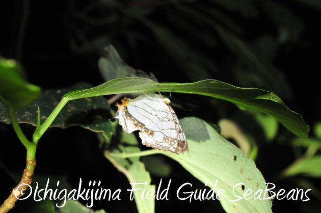 8月8日 石垣島ナイトツアー15