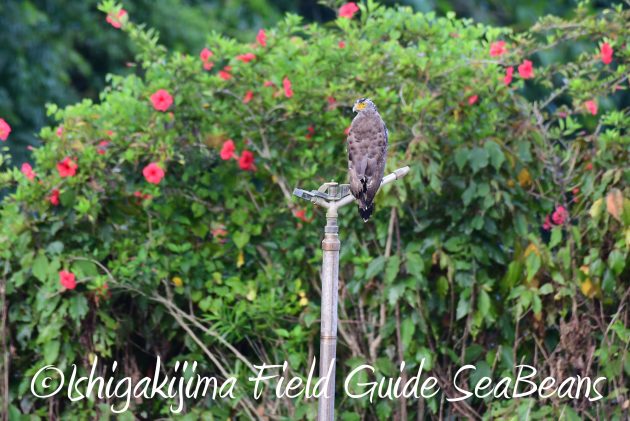 8.15石垣島バードウオッチング&野鳥撮影17