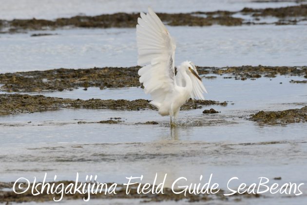 8月26日石垣島バードウオッチング＆野鳥撮影ガイド13