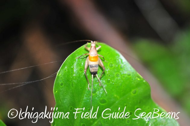 8.16石垣島ナイトツアー7