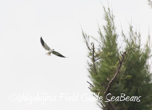 8月25日石垣島バードウオッチング＆野鳥撮影ガイド15