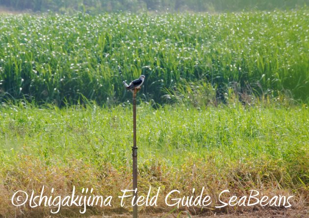 8月27日石垣島バードウオッチング＆野鳥撮影15