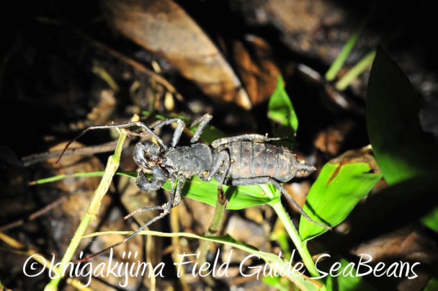 8月5日　石垣島ナイトツアー4