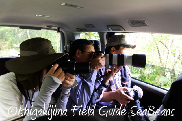 8月8日石垣島 バードウオッチング&野鳥撮影8