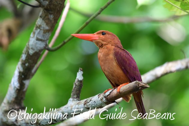 8.15石垣島バードウオッチング&野鳥撮影21