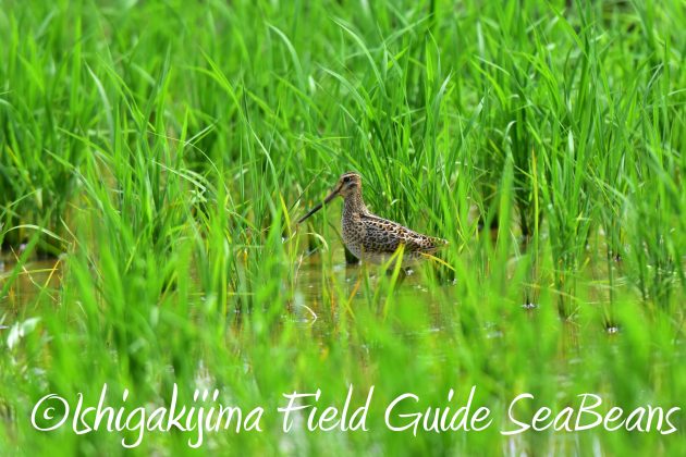 8.28石垣島バードウオッチング＆野鳥撮影5