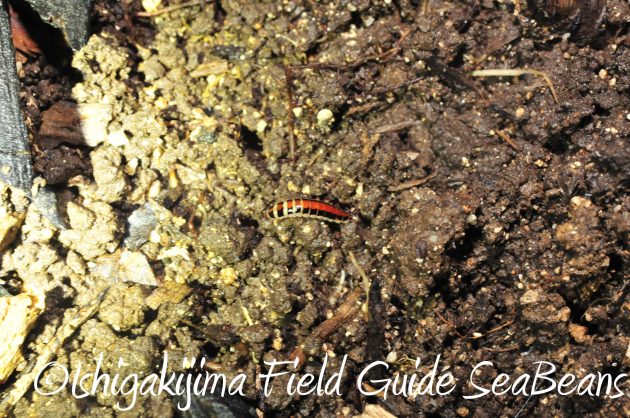 8.16石垣島ナイトツアー16