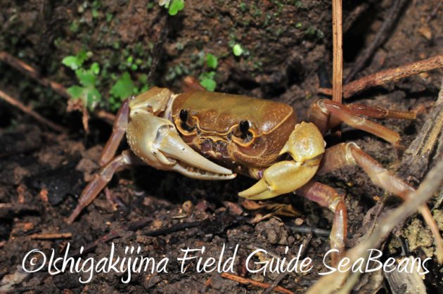 8月8日 石垣島ナイトツアー8