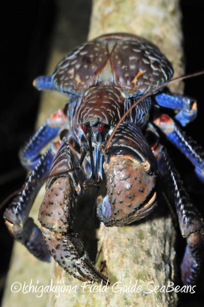 8.16石垣島ナイトツアー8