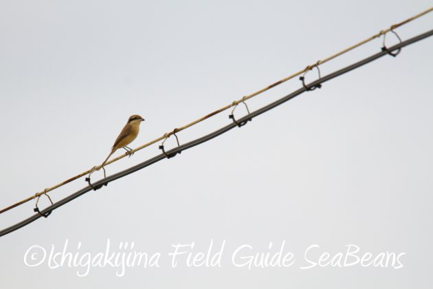 8月31日石垣島バードウオッチング＆野鳥撮影6