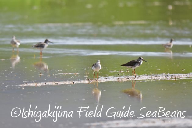 8月3日　石垣島　バードウオッチング5