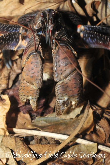 8月12日石垣島ナイトツアー9