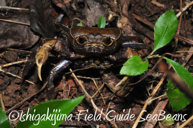 7月31日 石垣島ナイトツアー14