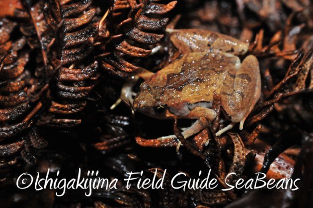 8月5日　石垣島ナイトツアー8