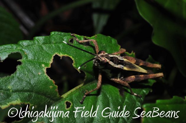 8月12日石垣島ナイトツアー4