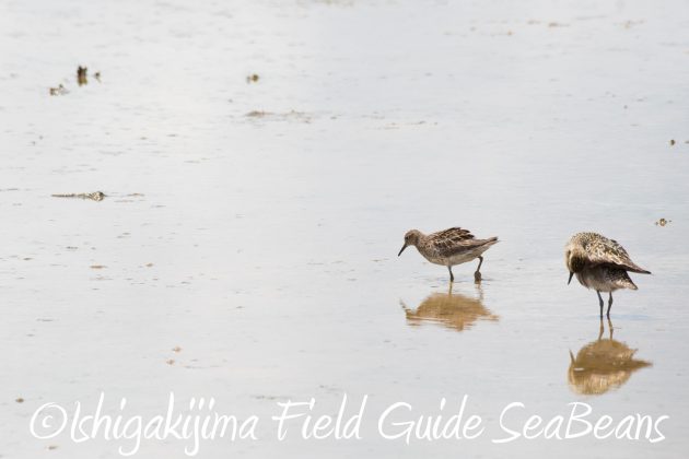 8月16日石垣島　バードウオッチング＆野鳥撮影ガイド15