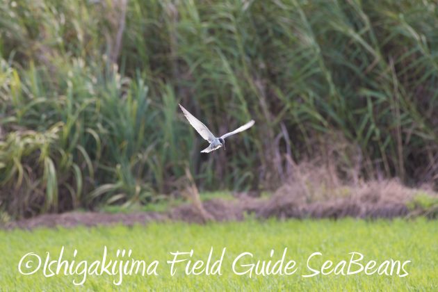 8月26日石垣島バードウオッチング＆野鳥撮影ガイド9