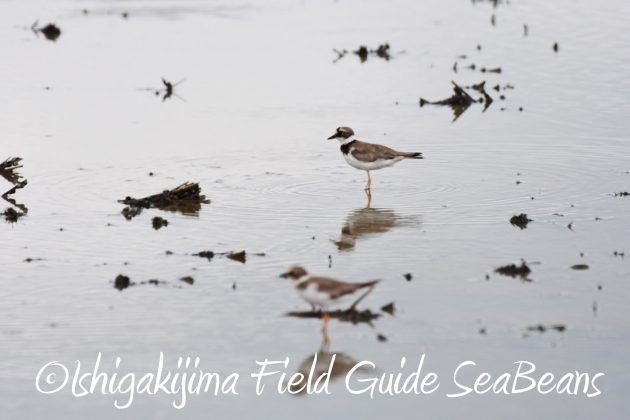 8月13日石垣島バードウオッチング＆野鳥撮影14