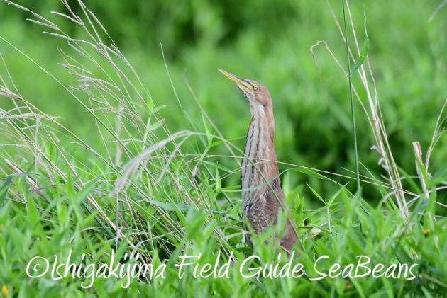 8月8日石垣島 バードウオッチング&野鳥撮影2