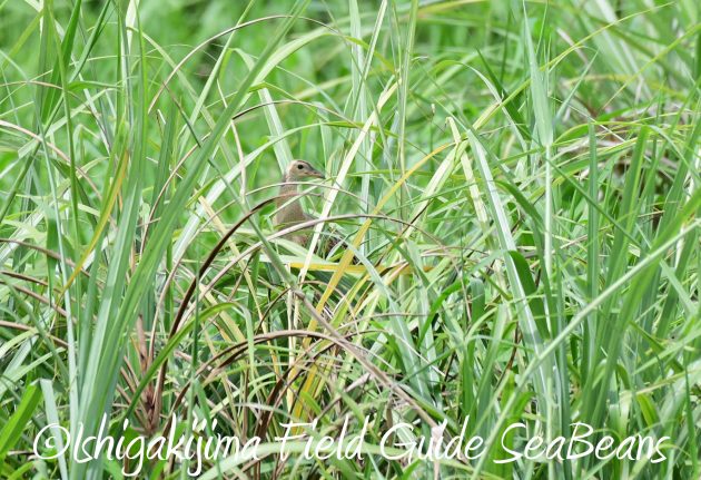 8月13日石垣島バードウオッチング＆野鳥撮影18