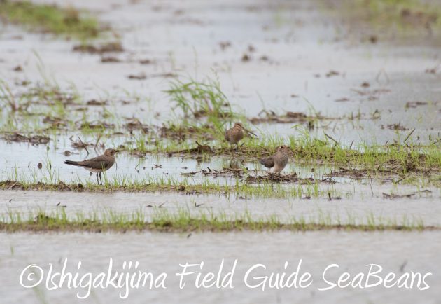8月26日石垣島バードウオッチング＆野鳥撮影ガイド3